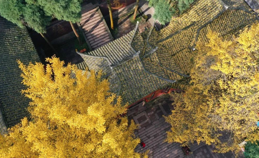 青城彩林.png 青城彩林.png