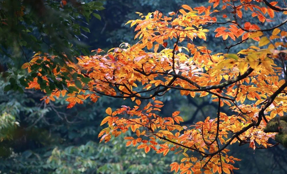 青城彩林3.png 青城彩林3.png