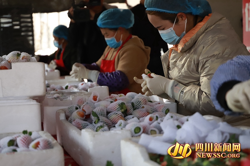 德昌县同利果蔬专业种植合作社里,一颗颗色泽艳丽、着色均匀的草莓被工人们有序地装进箱子里JPG_副本.jpg 德昌县同利果蔬专业种植合作社里,一颗颗色泽艳丽、着色均匀的草莓被工人们有序地装进箱子里JPG_副本.jpg