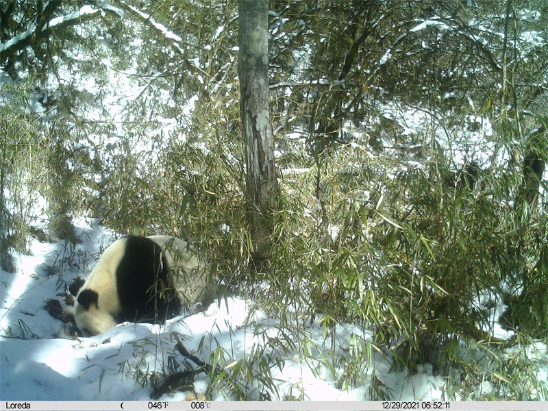 红外线相机拍下野生大熊猫雪地喝水.jpg