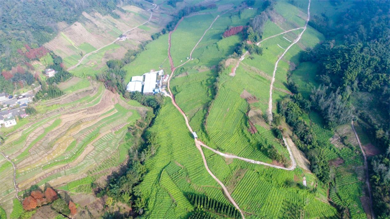 图2:雅苕种植基地(图由高永国提供).png