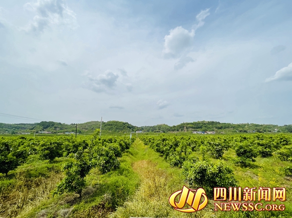 天鹅村150亩血橙.jpg 天鹅村150亩血橙.jpg