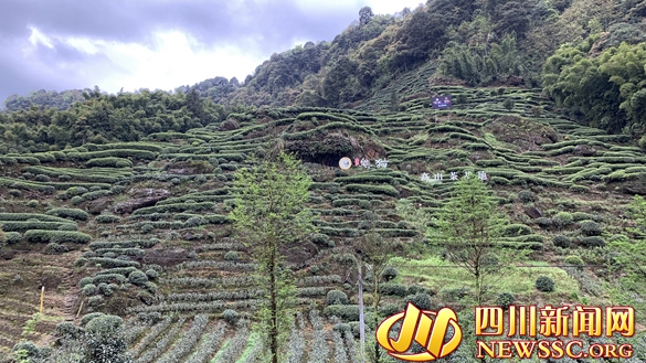 后盐千亩绿色有机茶叶生产基地.jpg 后盐千亩绿色有机茶叶生产基地.jpg