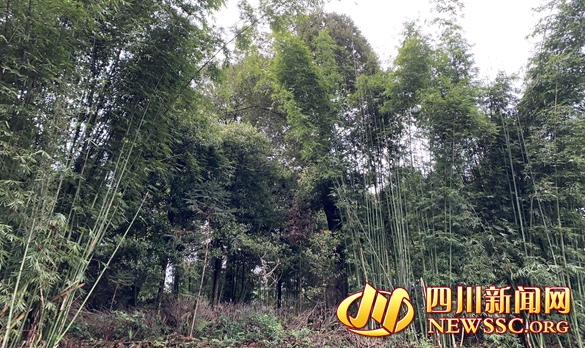 碧峰峡翠竹长廊后盐段.jpg 碧峰峡翠竹长廊后盐段.jpg