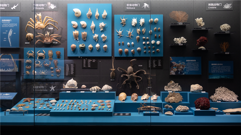 博物馆内的展示.png