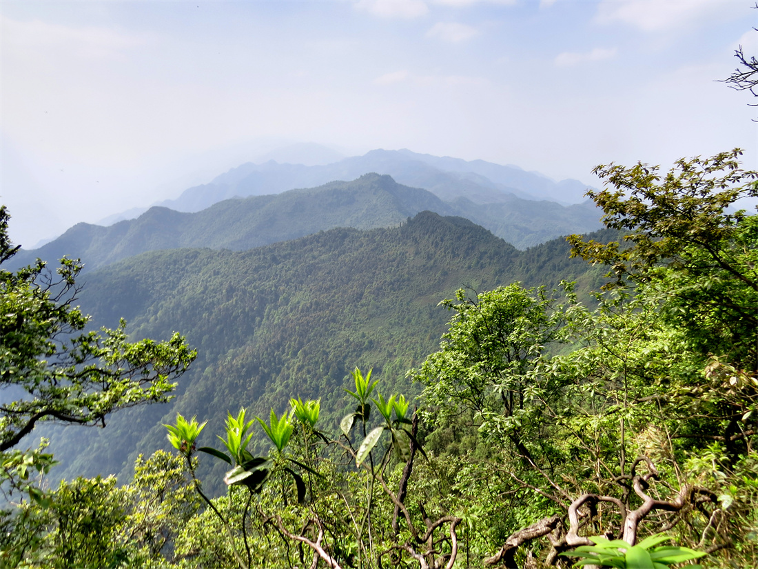 四川山鹧鸪的典型栖息地（付义强摄于四川宜宾老君山）.jpg
