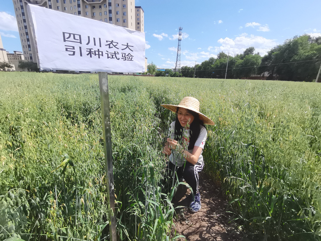 燕麦试验田里的研究成员_副本.jpg 燕麦试验田里的研究成员_副本.jpg