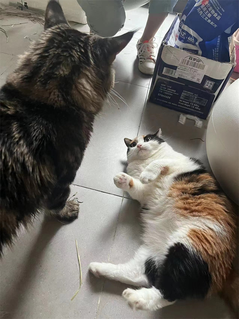 ��Ⱥèè�����ñ�����������Ա�չ˵úܺ� (3).jpg