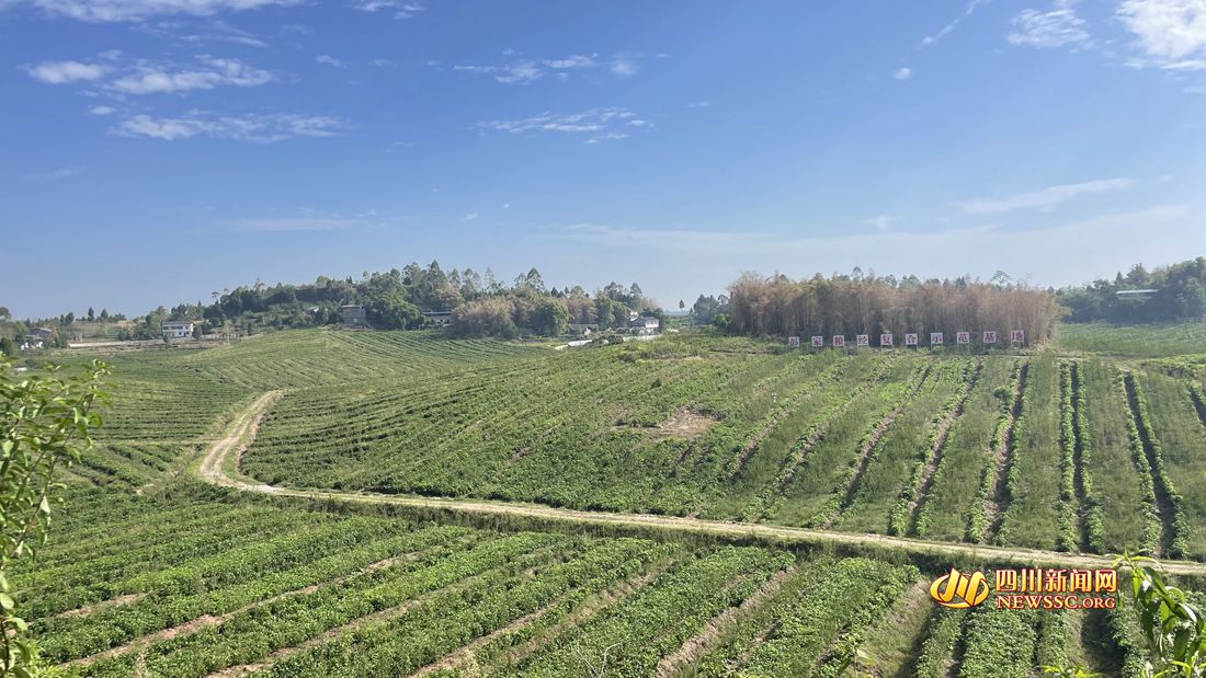 广安区彭家粮经合示范基地里_副本.jpg 广安区彭家粮经合示范基地里_副本.jpg