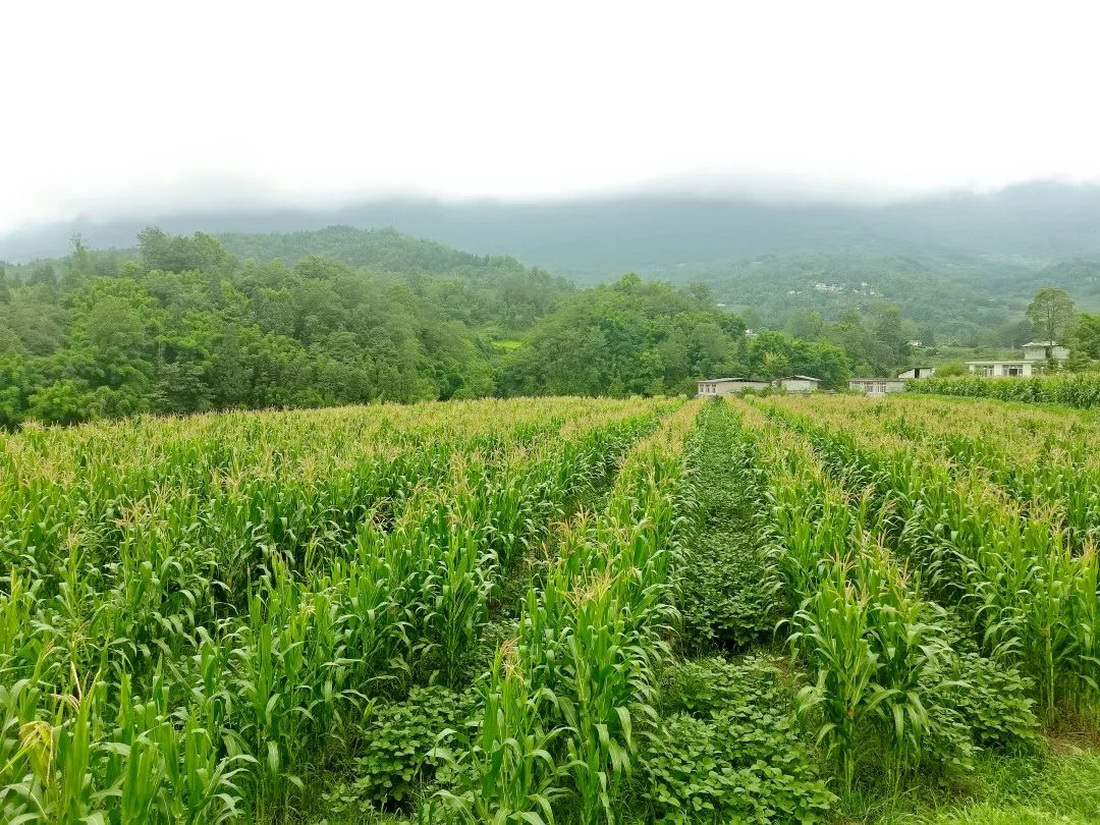 雨城区大豆玉米带状复合种植示范片.jpg 雨城区大豆玉米带状复合种植示范片.jpg
