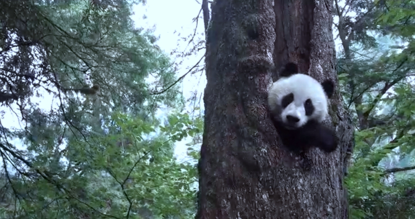 趴在树洞里的大熊猫1.jpg