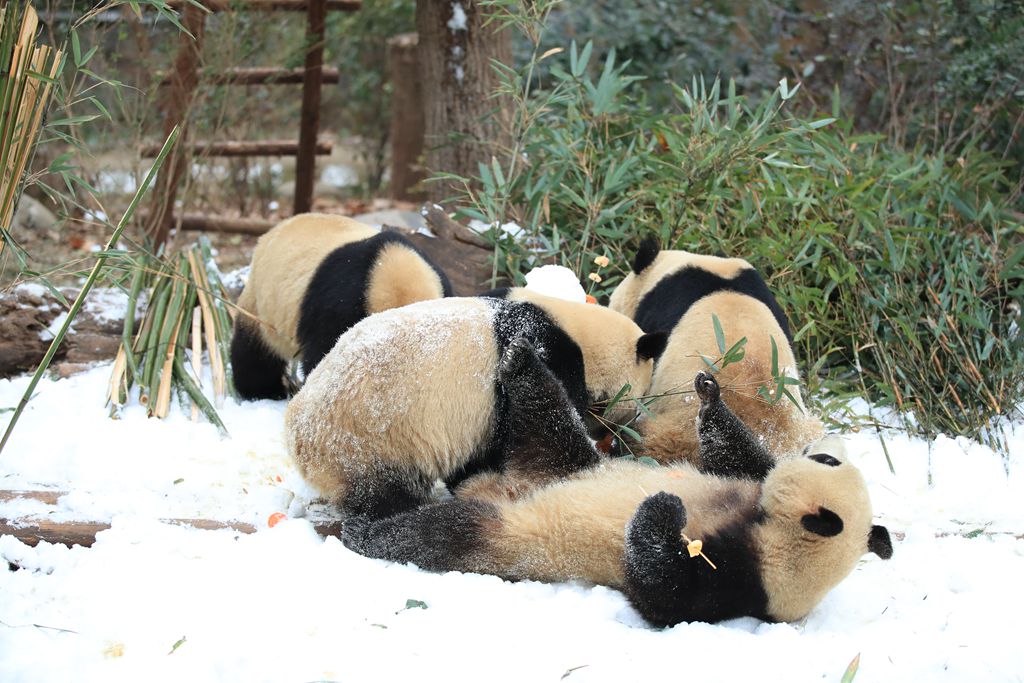 大熊猫雪地撒欢 (1)_副本.jpg
