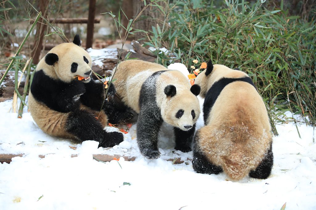 大熊猫雪地撒欢 (5)_副本.jpg