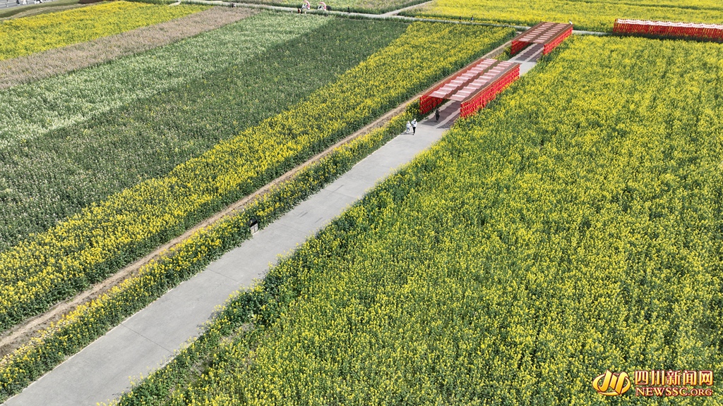 1天府农博岛油菜花海 (1)_副本.jpg