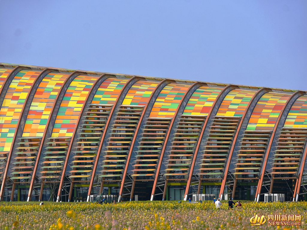 天府农博岛油菜花海 (1)_副本.jpg