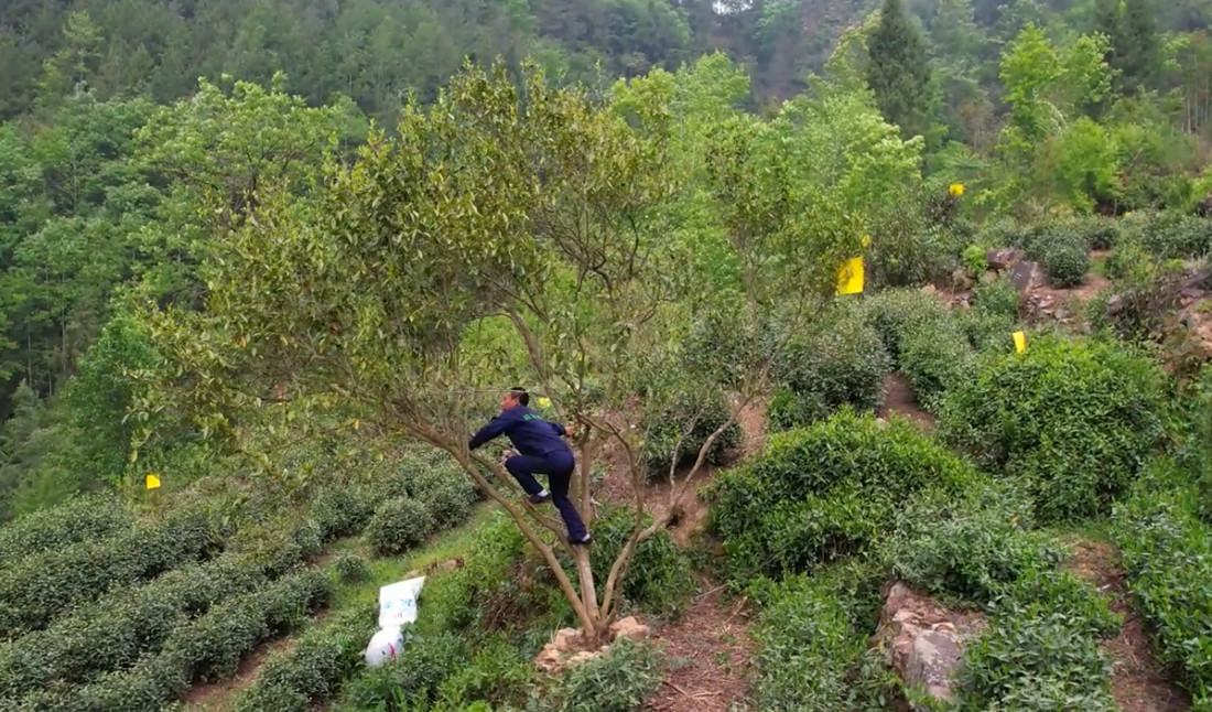 chuancha2_����.jpg