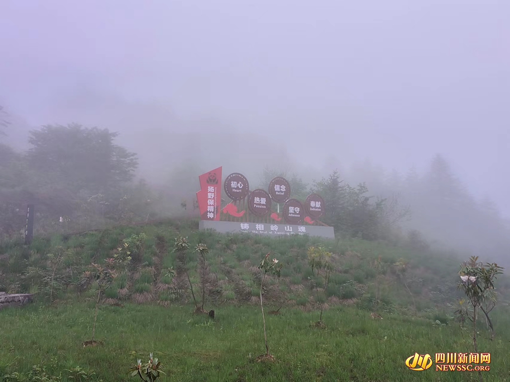 雨雾下的四川大相岭大熊猫野化放归研究基地,这里现有3只大熊猫正在接受野化训练。 卢永洪 摄。_副本.jpg