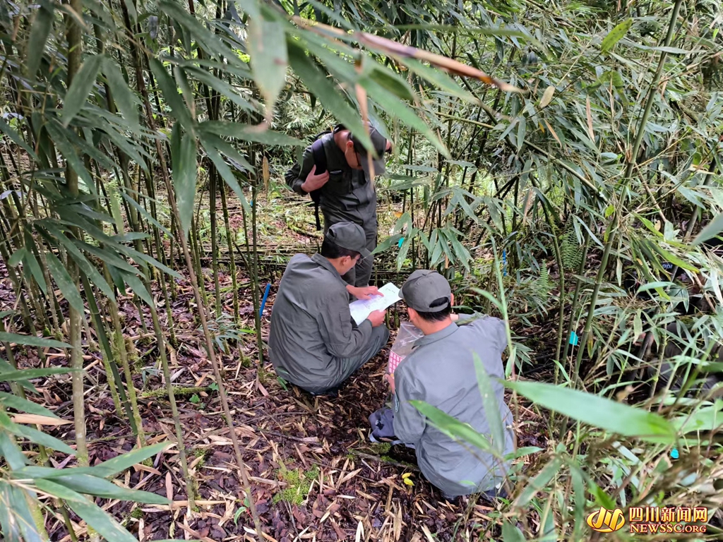 在竹林的掩映下,巡护队员们正在泥巴山廊道的大熊猫栖息地修复示范区开展巡护监测工作。卢永洪 摄_副本.jpg