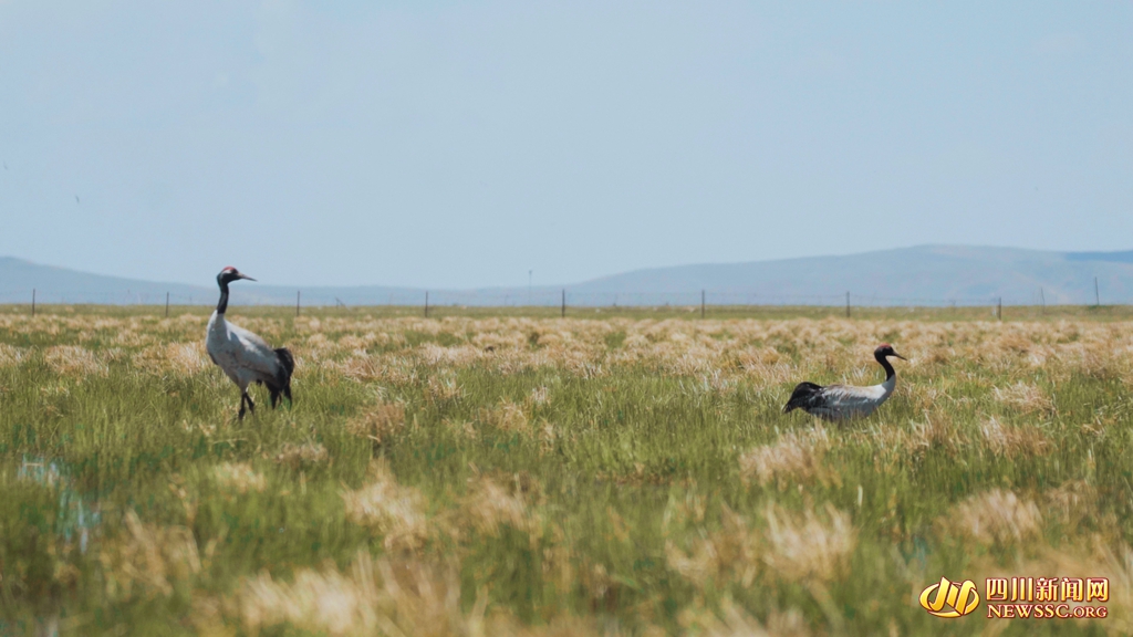 黑颈鹤夫妇。杨译焮 摄_副本.jpg