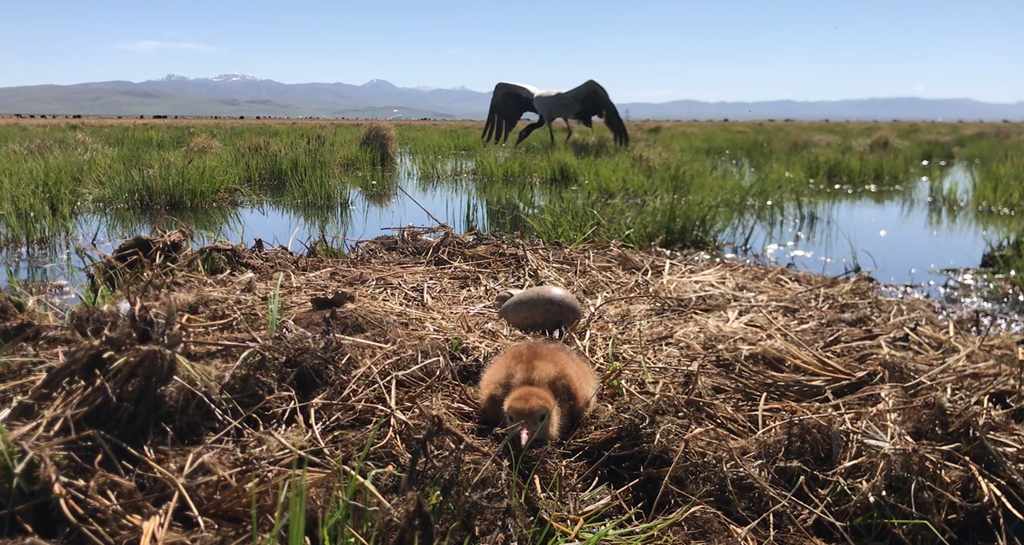 若尔盖湿地今年第一只黑颈鹤宝宝出生(如科 摄)_副本.jpg