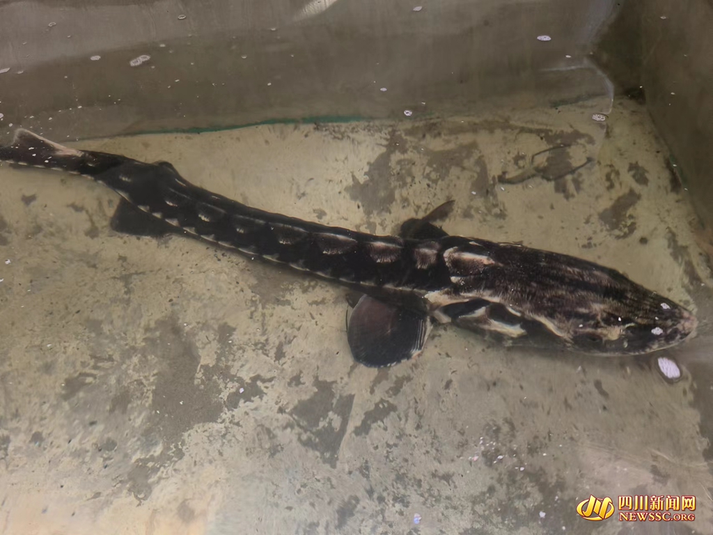 这是刚被救护上来的长江鲟。 卢永洪 摄_副本.jpg