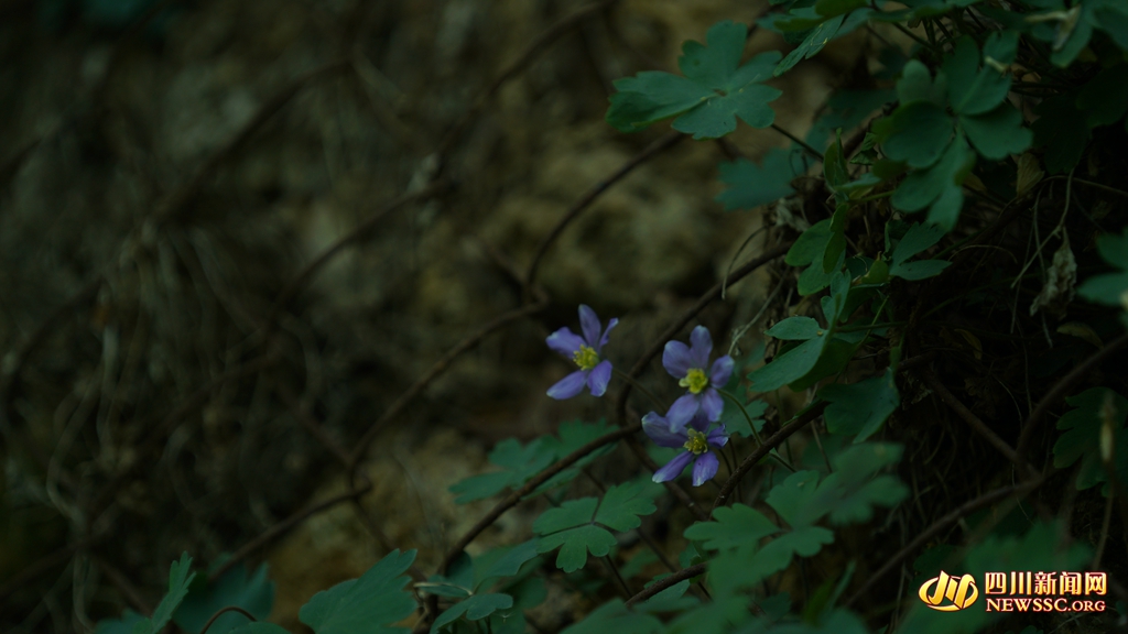 悬崖峭壁间盛开的距瓣尾囊草。俞文晶 摄_副本.jpg