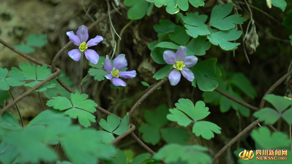 悬崖峭壁间盛开的距瓣尾囊草。俞文晶 摄_副本2.jpg
