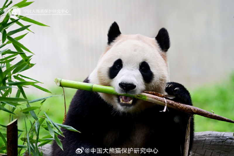大熊猫“福宝”今日正式与公众见面_副本.jpg