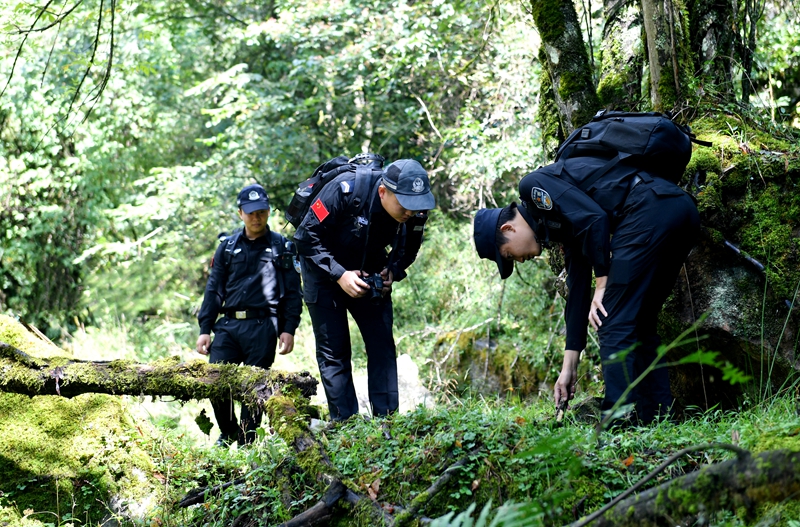 雅安公安”熊猫警察“在林区搜寻有没有不法分子布设的猎夹、猎套.jpg 雅安公安”熊猫警察“在林区搜寻有没有不法分子布设的猎夹、猎套.jpg