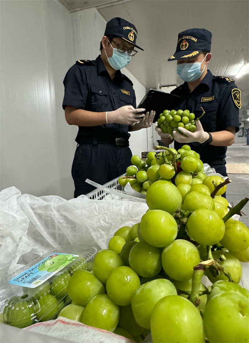 达州鲜葡萄首次出口马来西亚.jpg