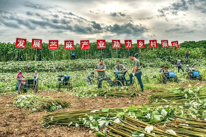 苎麻丰收场景 林仁荣 摄_副本.jpg 苎麻丰收场景 林仁荣 摄_副本.jpg