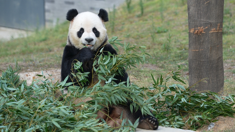 熊猫“一家”_副本.jpg