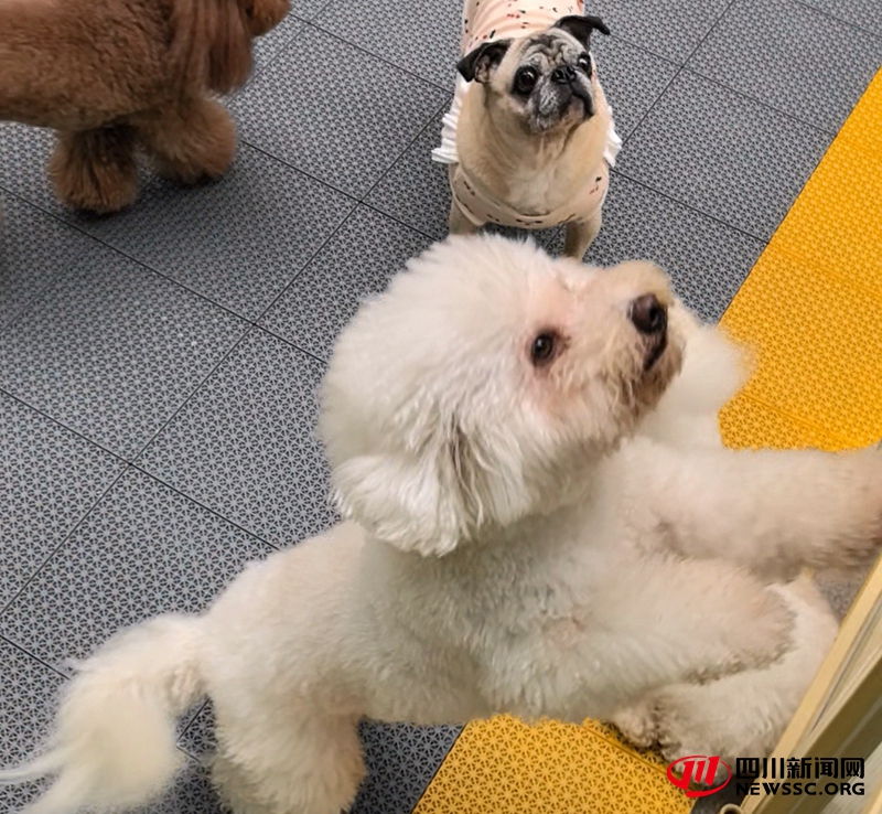 窝瓜宠物幼儿园现场.jpg 窝瓜宠物幼儿园现场.jpg