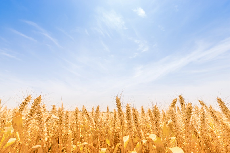 VCG211115128230_副本.jpg VCG211115128230_副本.jpg