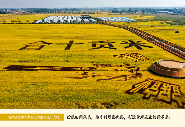 长春市九台区龙嘉街道红光村稻田画 郭亮 摄.jpg 长春市九台区龙嘉街道红光村稻田画 郭亮 摄.jpg