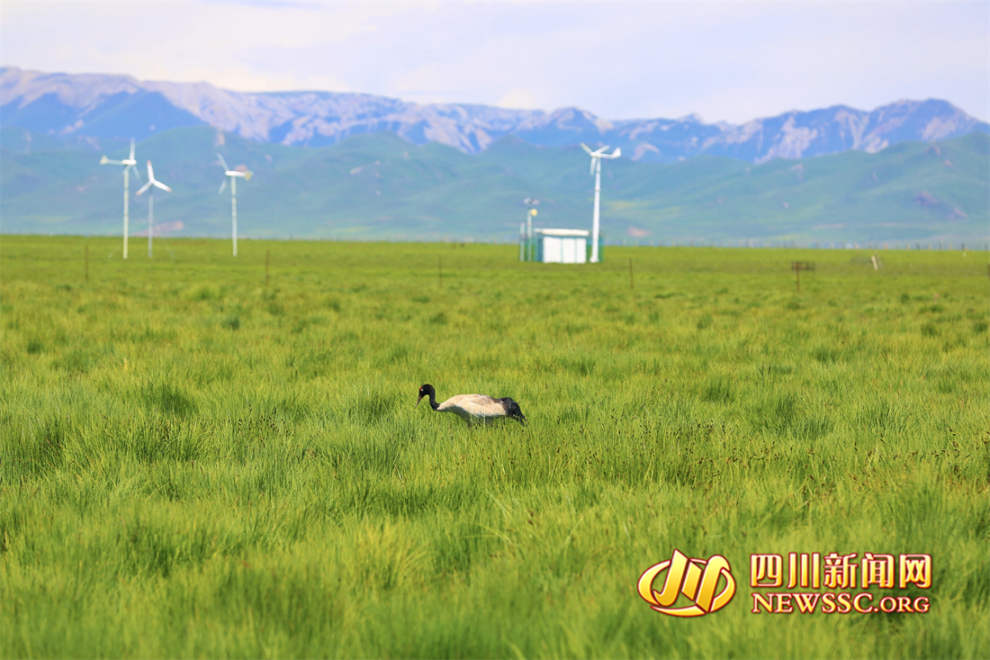 ɳ�޵�㣬ˮ���輯��̽�ػƺӾ�����һ����������̬֮��ġ���Կ�ס� (7).png