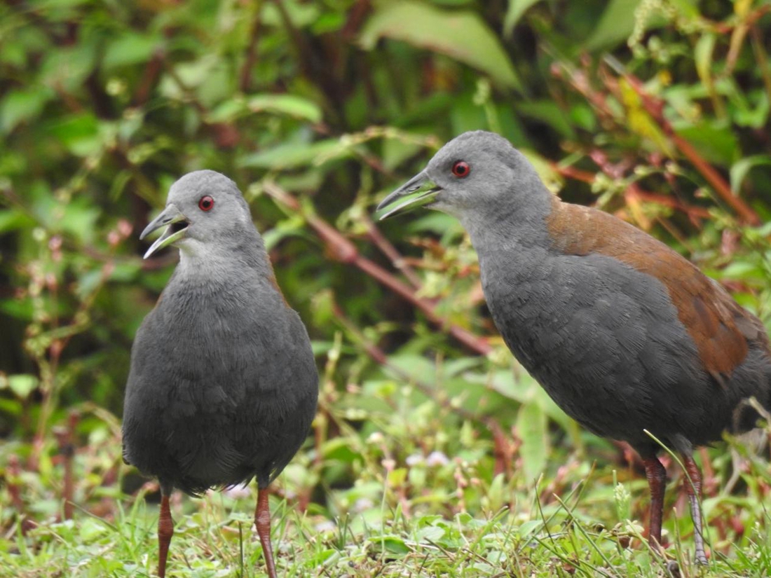 �ر��ＦZapornia bicolor���ƺ� �㣩.jpg