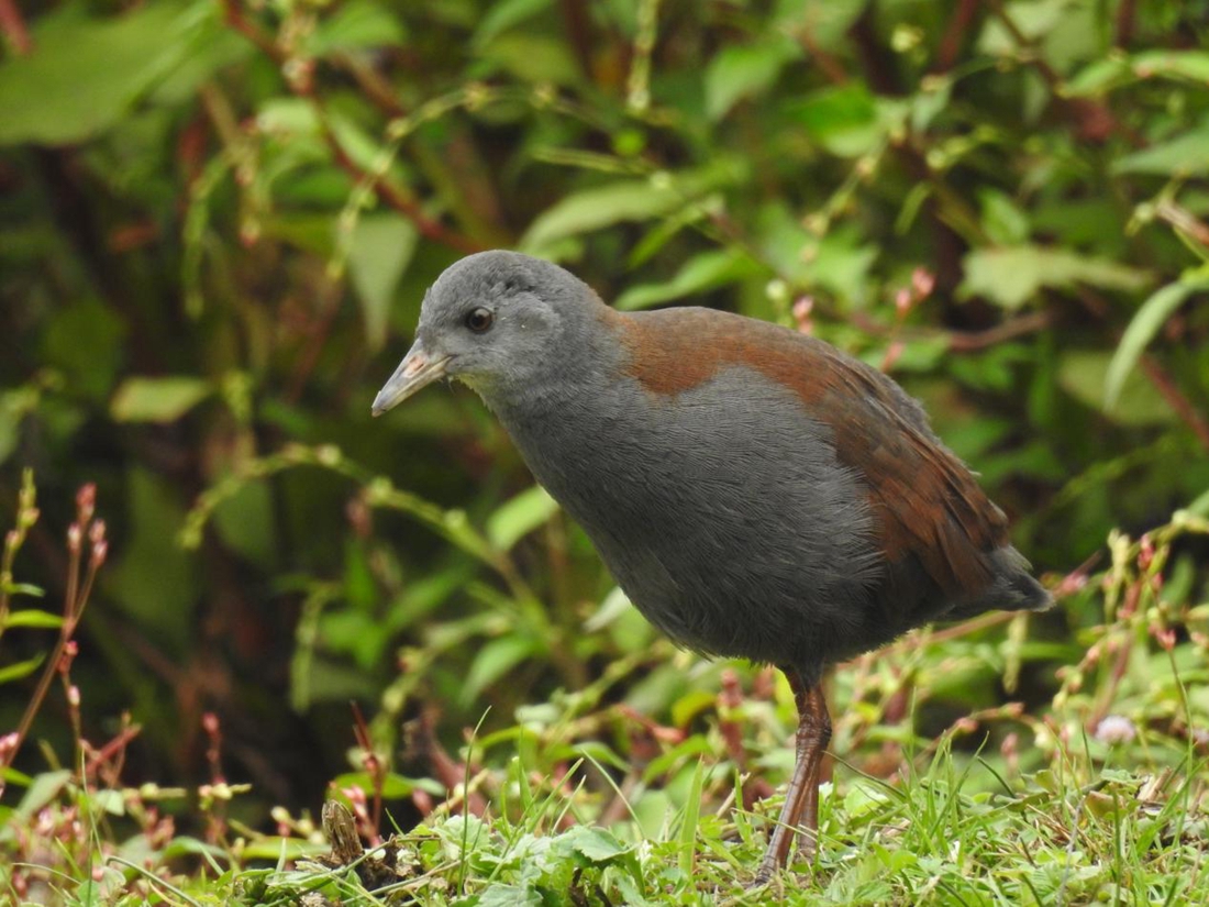 �ر��Ｆ�ǳ���Zapornia bicolor���ƺ� �㣩.jpg