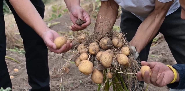 雅江县湾地沟村的马铃薯喜获丰收.jpg