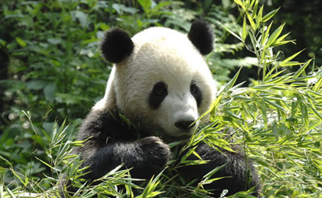 大熊猫_副本.jpg