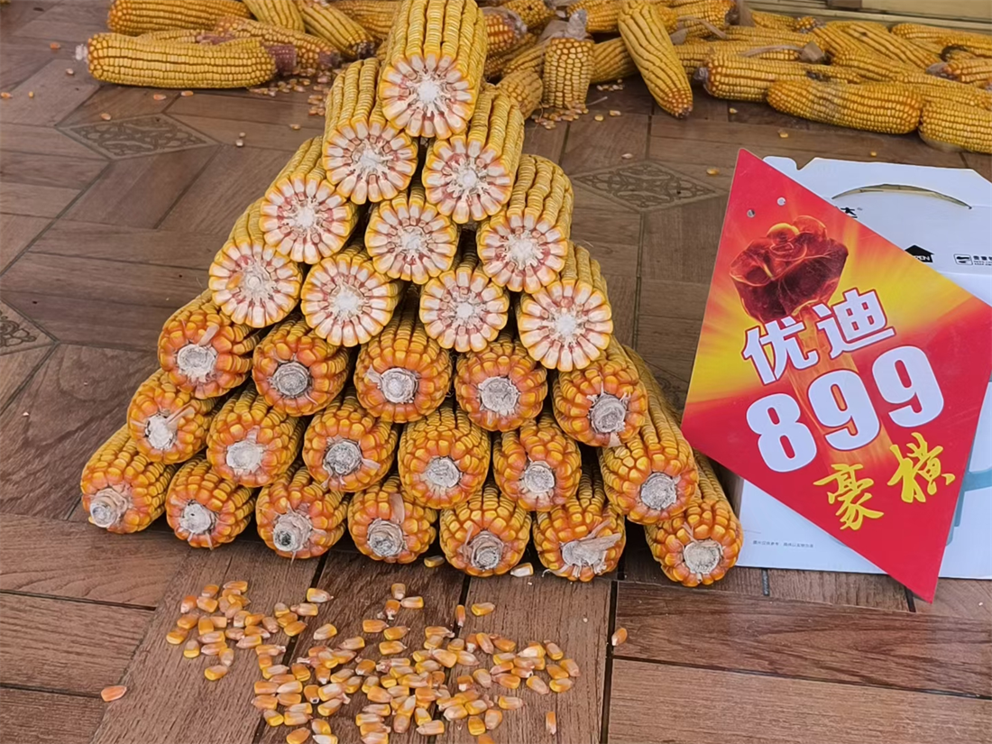 ���ŵ�899��.png