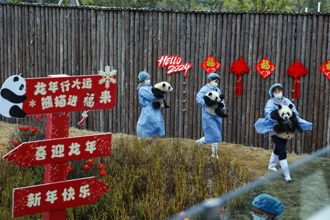 熊猫基地新生熊猫出场.jpg