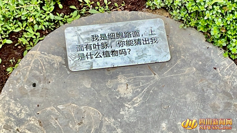 ʯ���ϵı�����_����.jpg