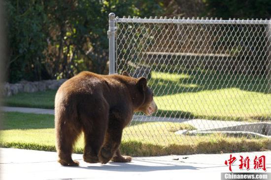 当地时间9月9日,美国加州Montrose,一只黑熊出现在高速公路旁,之后还进入了市区。最终,野生动物保护工作人员成功制服了这只黑熊。
