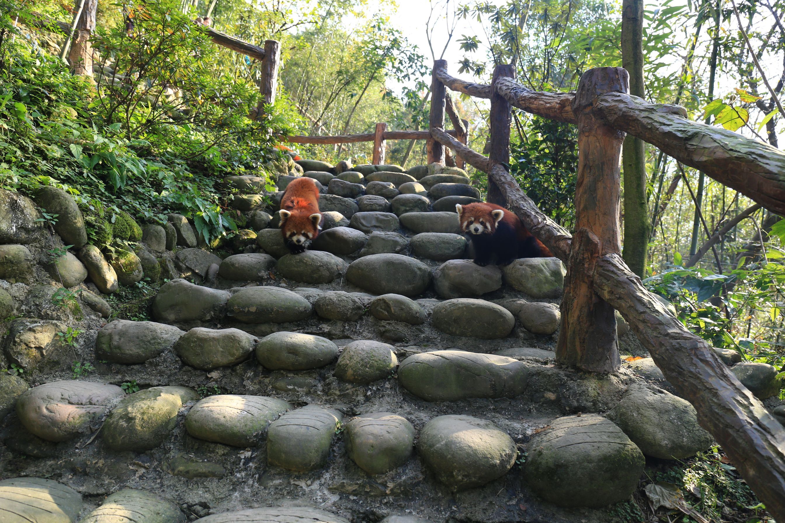 都江堰熊猫谷开放新区域 20余只小熊猫生态放养