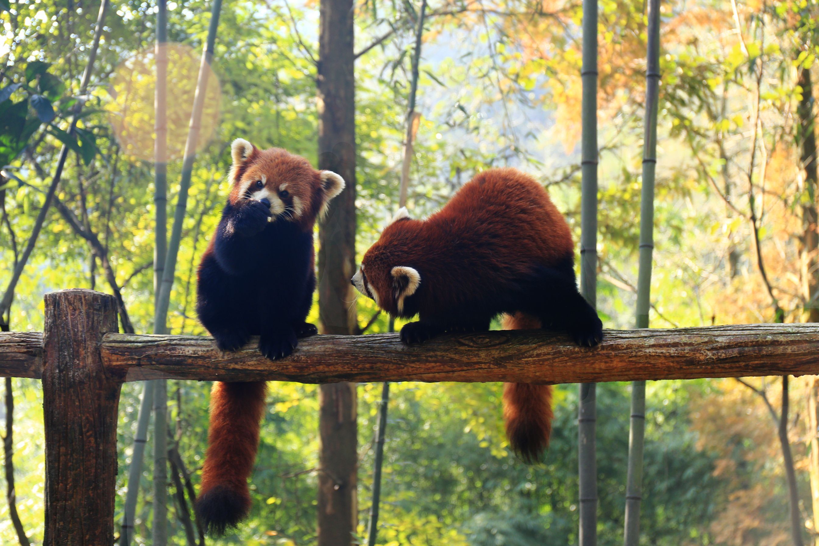 都江堰熊猫谷开放新区域 20余只小熊猫生态放养