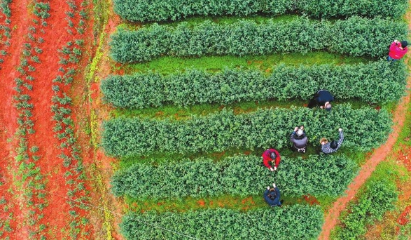 泸州市纳溪区特早茶上市