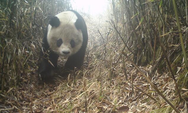 四川九顶山拍到野生大熊猫
