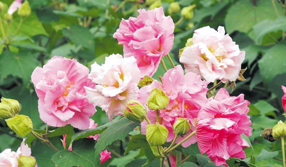 츮ܽػڿĻ