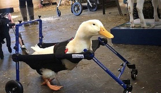 ˽СѼӻѧ·